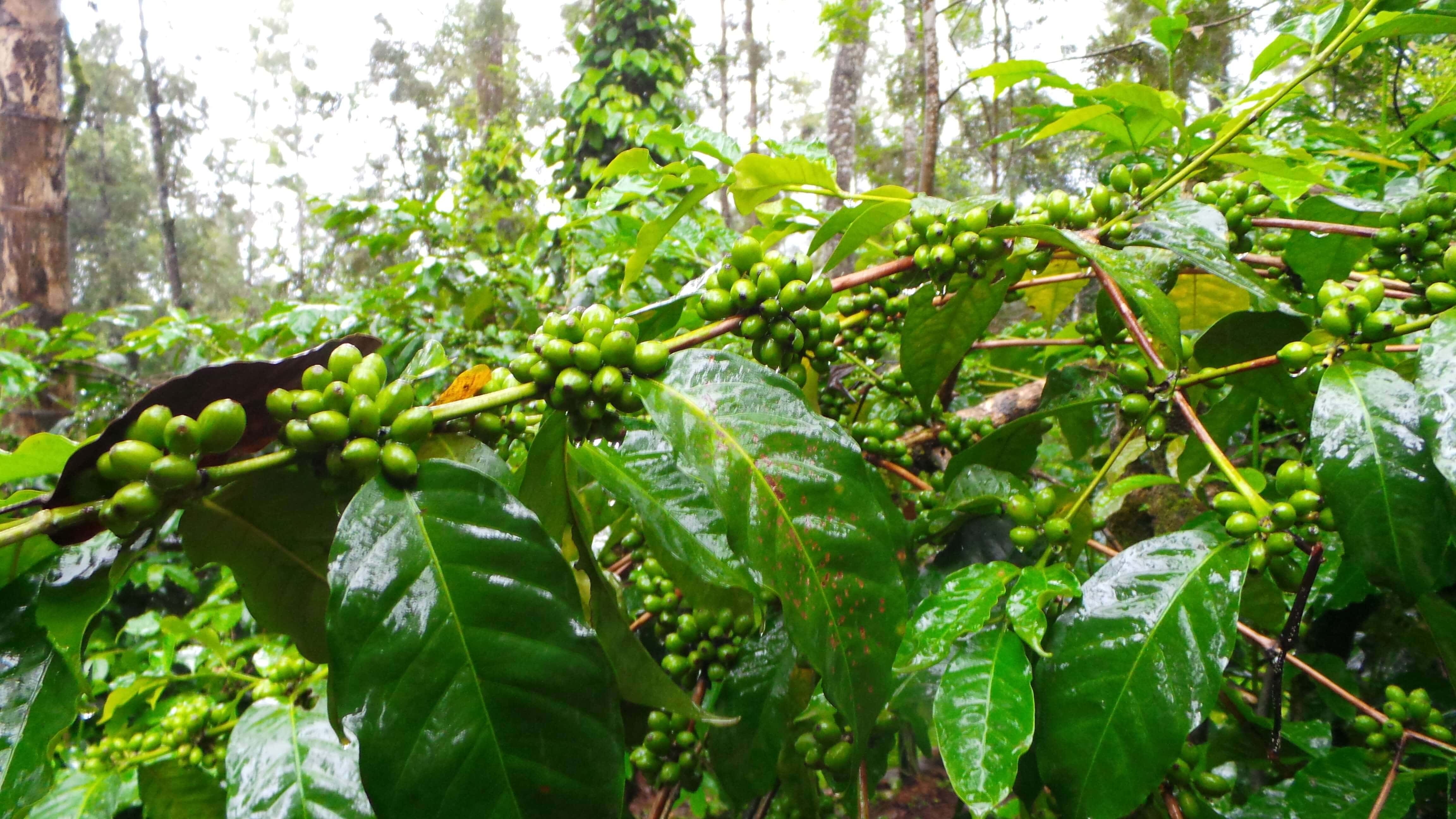 Coffee plant,stages of growth Balur Estate since 1853