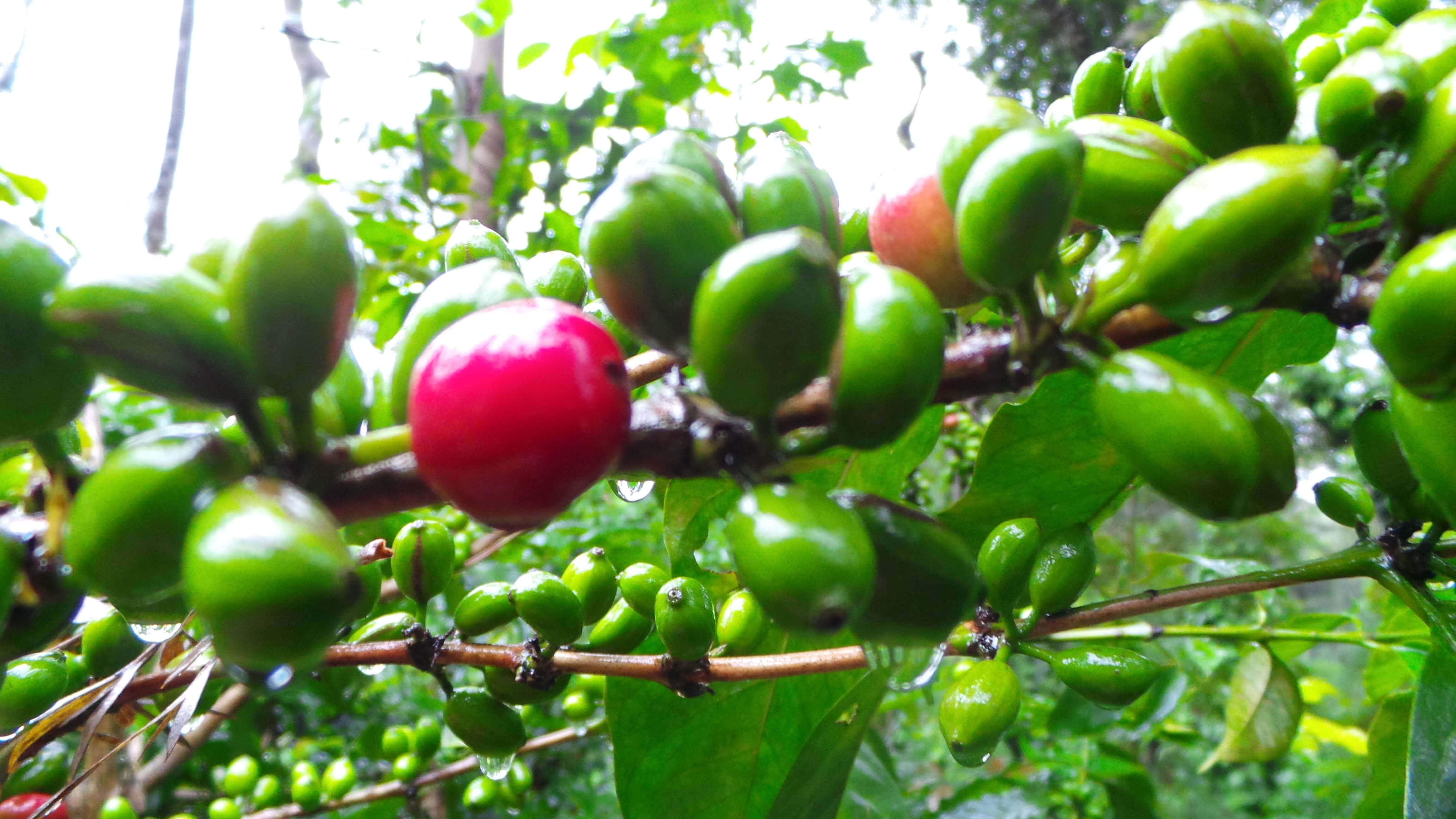 Coffee seeds Coffee at Balur